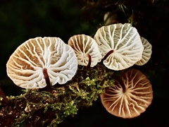 Gloiocephala cryptomeriae