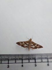 Sameodes