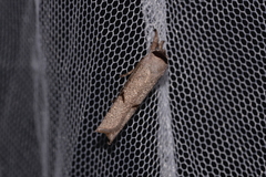 Pilostibes stigmatias