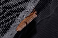 Pilostibes stigmatias