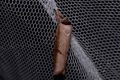 Pilostibes stigmatias