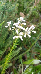 Comesperma ericinum