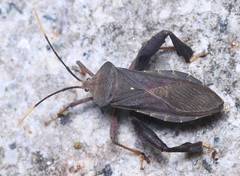 Pseudomictis distinctus