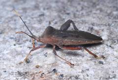 Pseudomictis distinctus