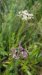 Comesperma ericinum