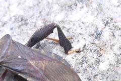 Pseudomictis distinctus