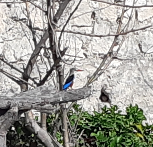 Gray-headed Kingfisher