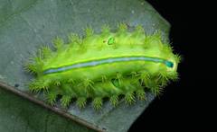 Quasithosea obliquistriga