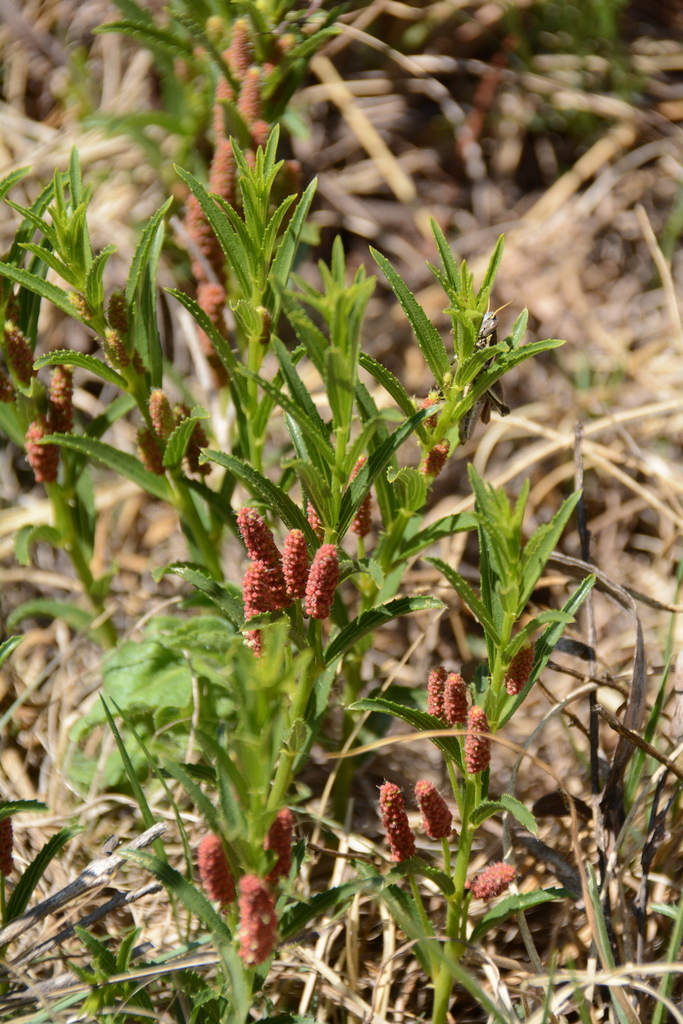 False-Nettle Bush
