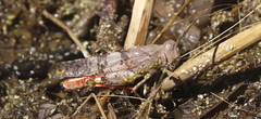 Trimerotropis melanoptera