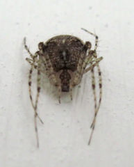 Mimetus laevigatus