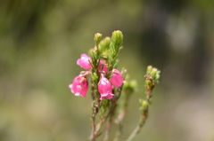 Erica axilliflora