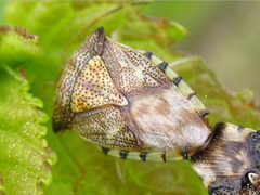 Elasmucha putoni