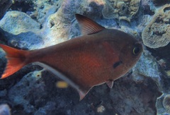 Pempheris oualensis