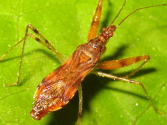 Gorpis brevilineatus