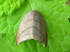 Pseudalbara parvula
