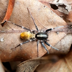Nyssus