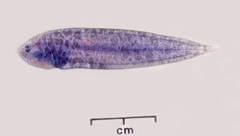 Deepwater Tongue Sole photo 2