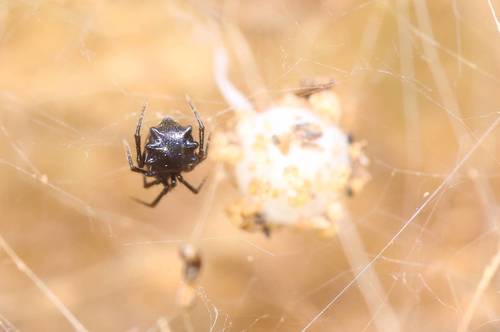 Gushangzao pelorosus · iNaturalist United Kingdom