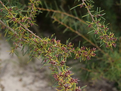 Hakea teretifolia