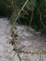 Hakea teretifolia