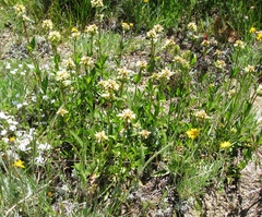 Penstemon confertus