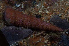 Turritella carinifera