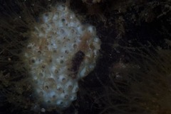 Image of Afrocominella capensis