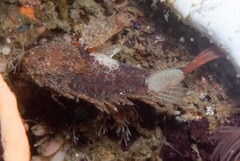 Coccotropsis gymnoderma
