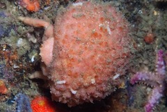 Pseudodromia latens
