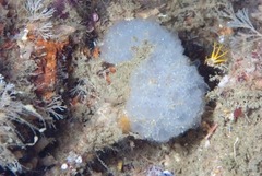 Aplidium circulatum