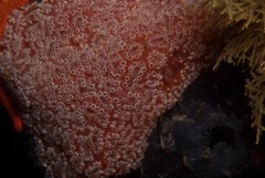 Aplidium flavolineatum