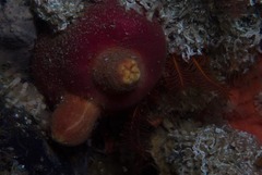 Ascidia incrassata