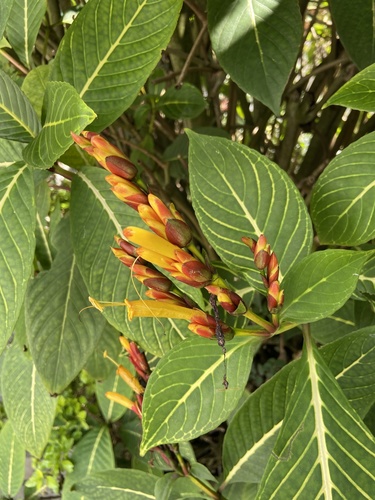 Sanchezia parvibracteata image