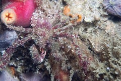 Achaeopsis spinulosa