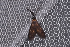 Pollanisus trimacula