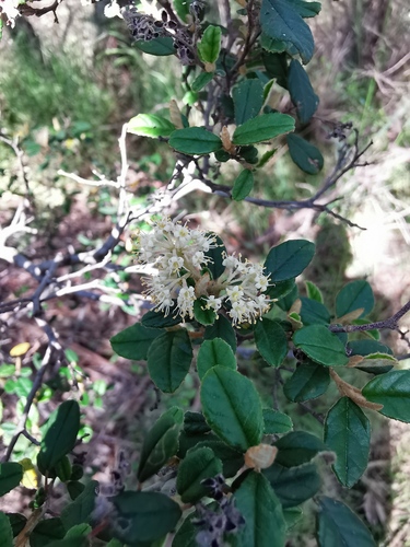 Pomaderris racemosa, photograph 6