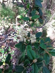 Pomaderris racemosa, photograph (c) Richard Camilleri, some rights reserved (CC BY)