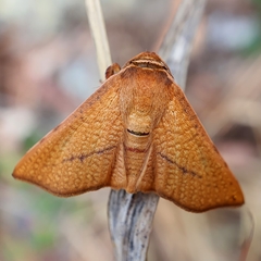 Aglaopus