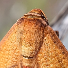 Aglaopus