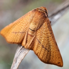 Aglaopus