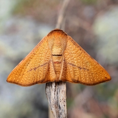 Aglaopus