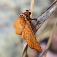 Aglaopus