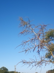 Amaranthus cannabinus