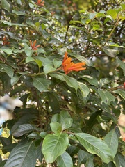 Magnoliopsida