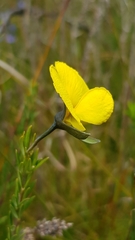 Gompholobium virgatum