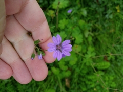 Geranium pyrenaicum