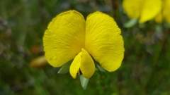 Gompholobium virgatum