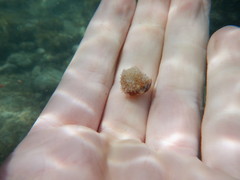 Stomatella impertusa