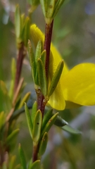 Gompholobium virgatum